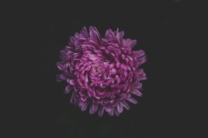 Wild Rose Garden