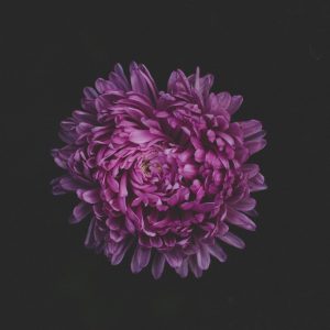 Wild Rose Garden