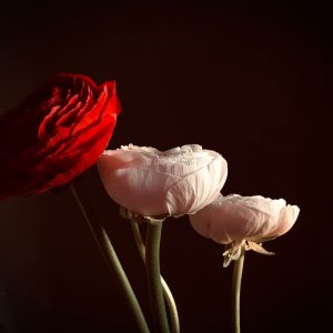 Crimson Bliss