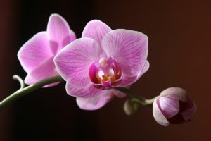 Peach Blossom Delight
