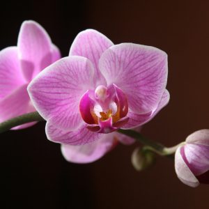 Peach Blossom Delight